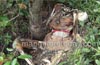 Decomposed body of unidentified man recovered